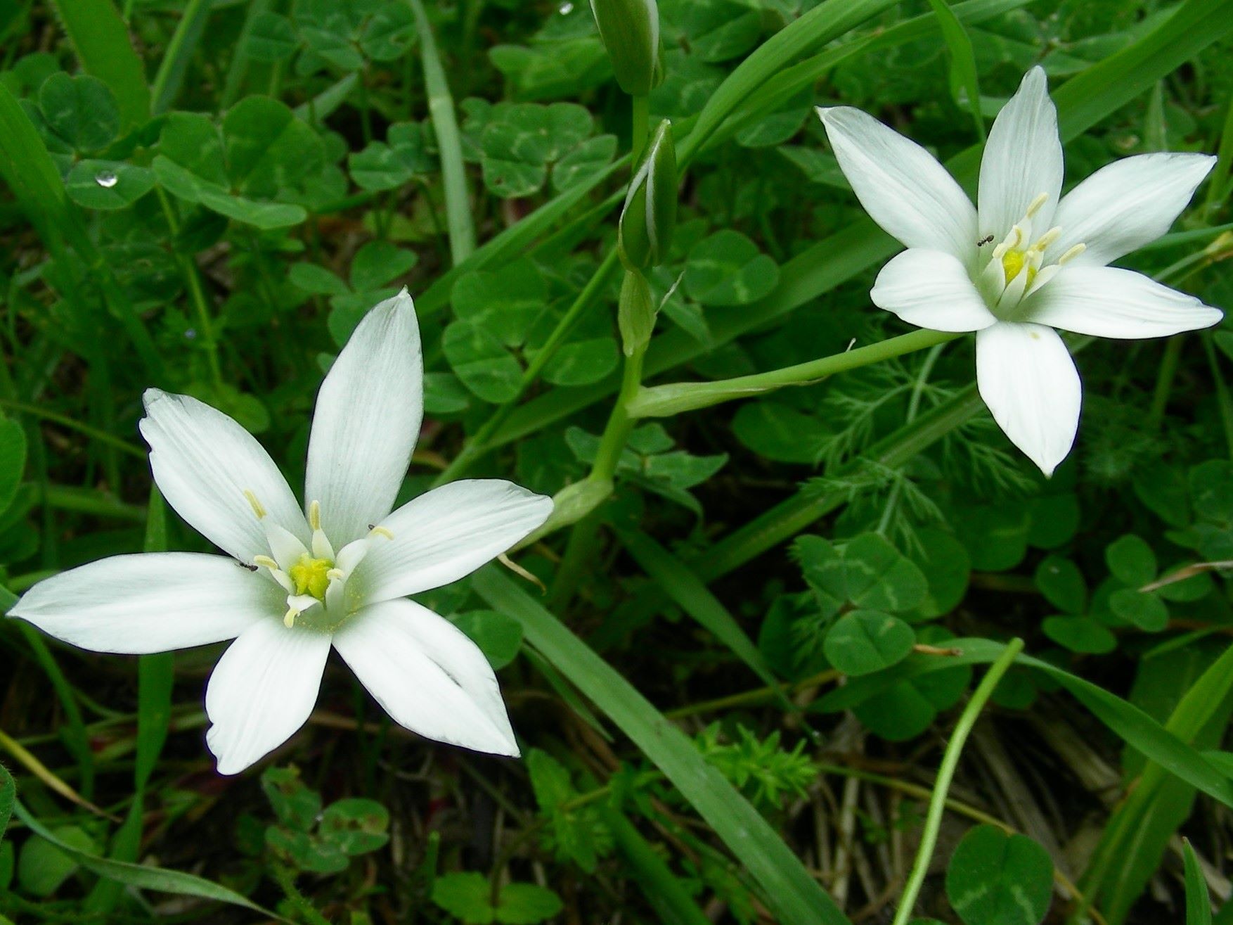 24 Aprile vecchio ritrovamento